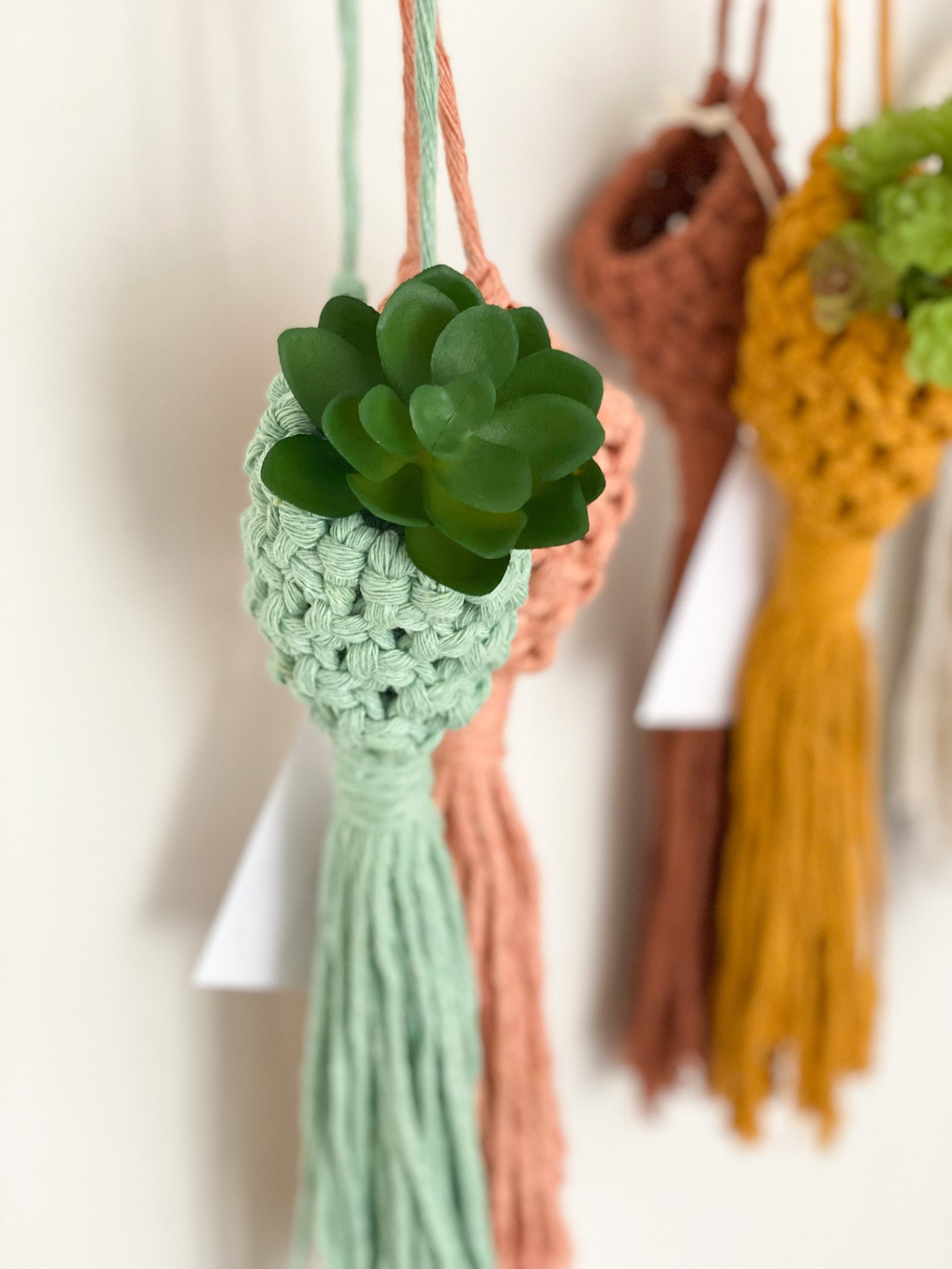 Air Plant Pods (6 colour options)